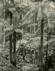 Reuzenvarens in Gembrook, 1901