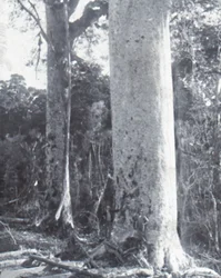 Grote Kauri-boom