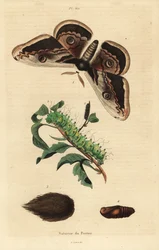 Reuzenpauwvlinder of reuzenkeizervlinder, Saturnia pyri, met rups en pop