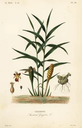 Gember of gemberwortel, Zingiber officinale, Amomum zingiber, Gingembre