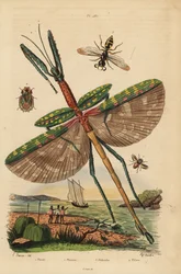 Goliath wandelende tak, Eurycnema goliath, vlieg, Phasia soort, bijenwolf, Philanthus triangulum, schorswants, Phloea corticata