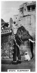 Regering olifant in staatskostuum, Zuid-India