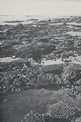 Groot Barrièrerif, 1924