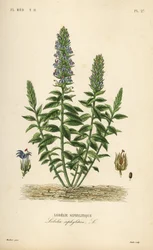 Grote blauwe lobelia, Lobelia siphilitica, Lobelia siphylitica, Lobelie siphylitique