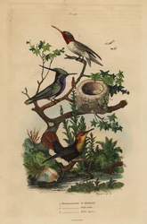 Groenkruin kamkolibrie, robijnkeelkolibrie en robijntopaz kolibrie en nest