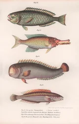 Groene papegaaivis. Indiase langbek, Rasirnesser, Lipvis, ca. 1850s