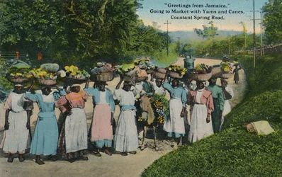 Groeten uit Jamaica. Naar de markt met yams en suikerriet. Constant Spring Road, 1913