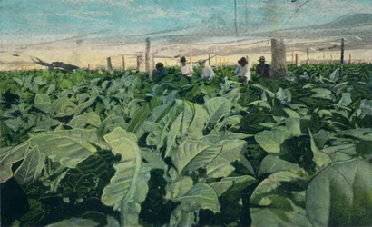 Tabak verbouwen, Cuba, 1909