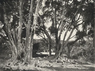 Rubberboom Ficus elastica, 1926