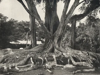 Rubberbomen zoals Tafel 14, deelzicht op de plankwortels, 1926