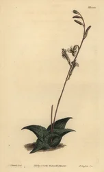 Haworthia venosa (Gekromde aloë, Aloe recurva)