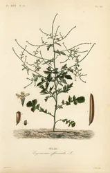 Heggenmosterd, Sisymbrium officinale