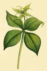 Herb Paris, laat 18e-begin 19e eeuw, 1944