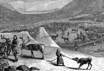 Kudde rendieren, Lapland, 1882