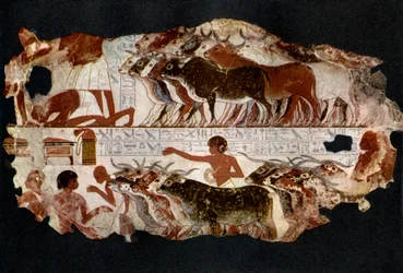Kuddes vee uit de tijd van de 18e dynastie, Egypte, ca. 1400 v.Chr. 1936