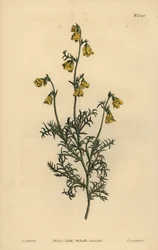 Hermannia confusa (Fijnbladige hermannia, Hermannia tenuifolia)