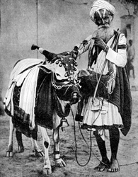 Hindoe koe met heilige koe, India, 1936