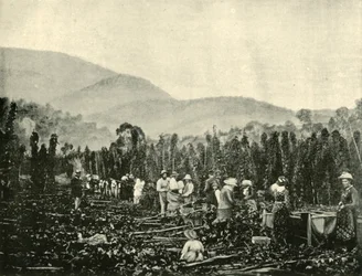 Hop plukken in Tasmanië, 1901