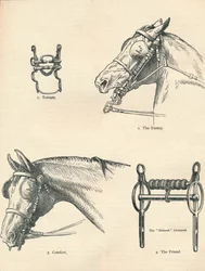 Paardenbitten, goed en slecht, ca. 1909-1910