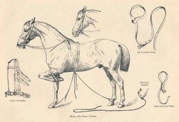 Paard met Rarey-uitrusting, ca. 1905 ca. 1910