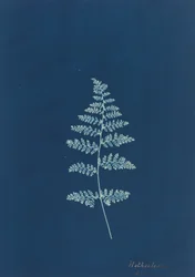 Hothocleana, ca. 1850s