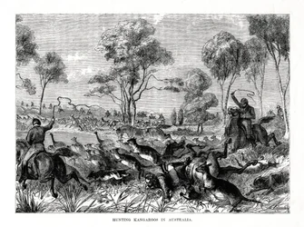 Kangoeroejacht, Australië