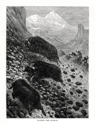 Jacht op de muskusos, 1877