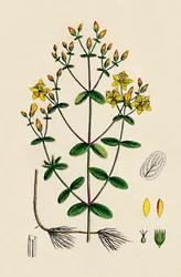 Hypericum Boeticum. Golvendbladig Sint-Janskruid, 19e eeuw