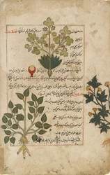 Geïllustreerde dubbele folio met distels en andere geneeskrachtige planten, 1595