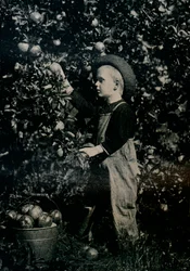In een van de vruchtbare boomgaarden van Ontario, ca. 1934