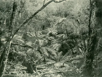 In de Dandenong Ranges