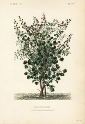 Indische bes, Anamirta cocculus