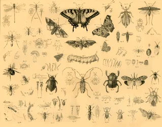 Insecten