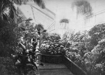 Interieur van de kas van het Witte Huis, Washington DC, VS, 1908