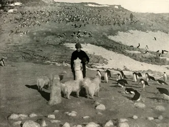 Joyce en de honden in de pinguïnkolonie, ca. 1908, 1909