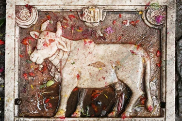 Kamdhenu heilige koe, Shesh Narayana, Nepal
