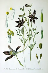 Ridderspoor, 1893
