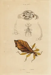 Bladinsect en zeenaaktslak