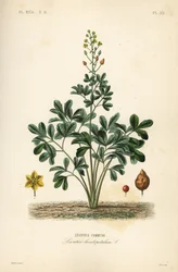 Leontice, Leontice leontopetalum