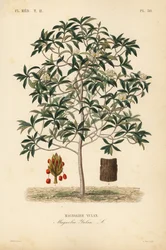 Yulan magnolia
