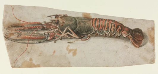 Kreeft, 1600s