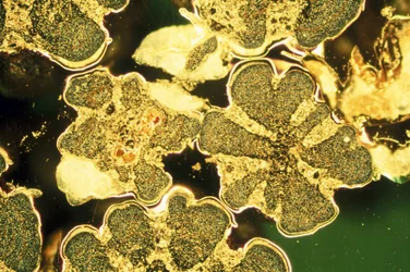Metalen, non-ferrometalen, LM Titaandioxide kralen