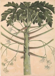 Mannelijke Papajaboom