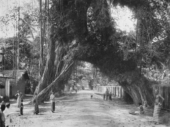 Schilderachtige oude vijgenboom Ficus indica aan de weg Clombo-Galle bij Kalutara, 1926