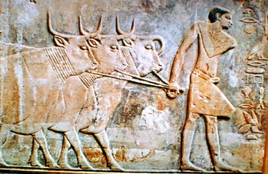 Man die vee leidt, reliëf van het graf van Ptahhotep, Saqqara, Egypte
