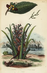 Markingnoot, Semecarpus anacardium, en pinguïn of pinuela vrucht, Bromelia pinguin