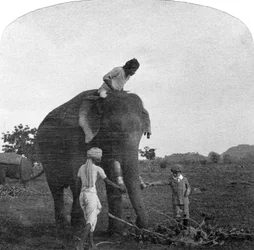 Meester Ekbal voedt een olifant, India