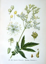 Moerasspirea, 1893