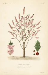 Peperboompje of spurge laurier, Daphne mezereum, Daphne bois-gentil