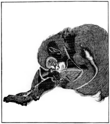 Aap